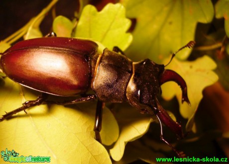 Roháč obecný - Lucanus cervus 1 - Foto Jaroslav Dlouhý