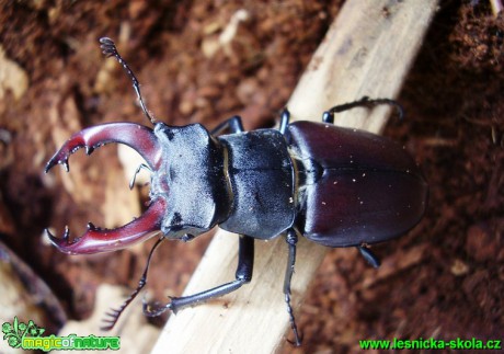 Roháč obecný - Lucanus cervus - Foto Jaroslav Dlouhý