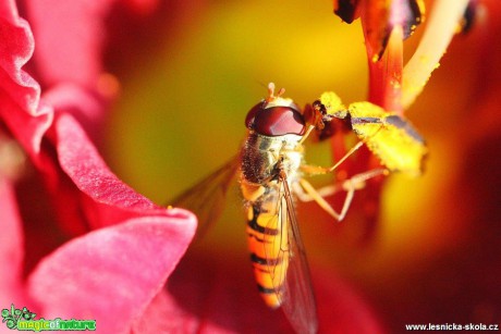 Pestřenka pruhovaná - Episyrphus balteatus - Foto Jana Vondráčková (2)