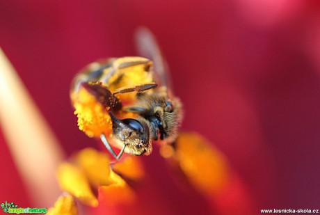Včela v lilii - Foto Jana Vondráčková