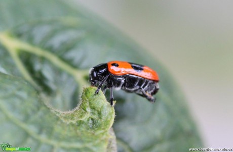 Vrbař uhlazený - Clytra laeviiscula - Foto Jana Vondráčková