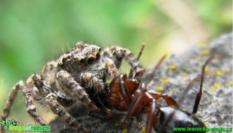 Skákavka sp. - Foto Jaroslav Dlouhý