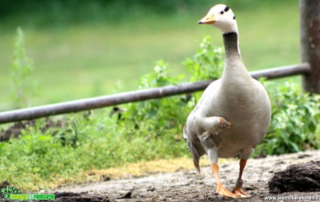 Husa tibetská - Anser indicus - Foto David Hlinka (3)