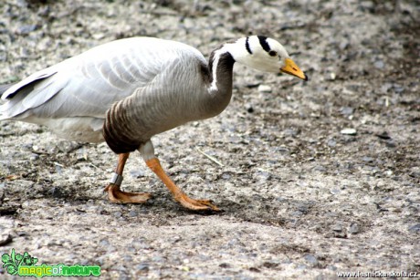 Husa tibetská - Anser indicus - Foto David Hlinka