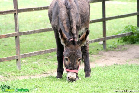 Osel domácí -  Equus asinus f. domestica - Foto David Hlinka (1)