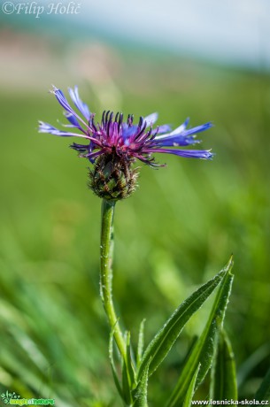 Chrpa Triumfettiho - Centaurea triumfetti - NPP Na Adámcích - Foto Filip Holič