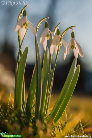 Sněženka podsněžník - Galanthus nivalis - Foto Filip Holič (1)