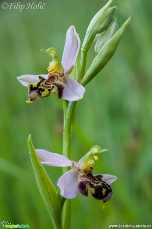 Tořič včelonosný -  Ophrys apifera - PR Kamenný vrch u Kurdějova - Foto Filip Holič