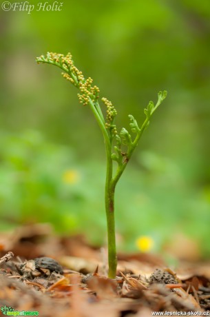 Vratička heřmánkolistá - Botrychium matricariifolium - Foto Filip Holič