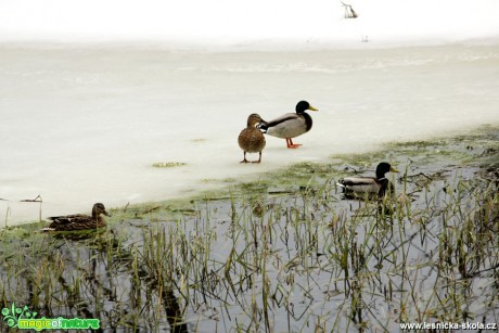 Kachna divoká - Anas platyrhynchos - Foto G. Ritschel (3)