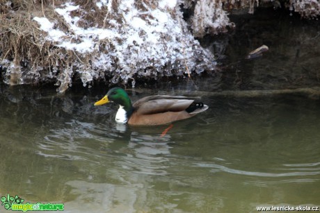 Kachna divoká - Anas platyrhynchos - Foto G. Ritschel (6)