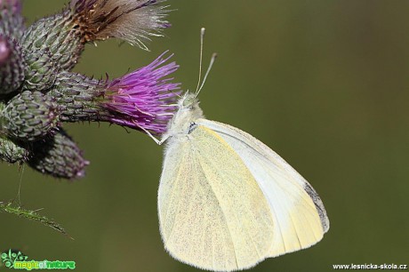 Bělásek zelný -  Pieris brassicae - Foto Jana Viondráčková