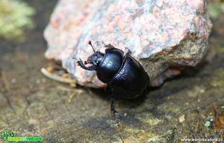 Chrobák lesní - Anoplotrupes stercorosus - Foto Jana Vondráčková (2)