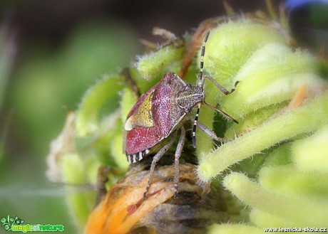 Kněžice chlupatá - Dolycoris baccarum - Foto Jana Vondráčková