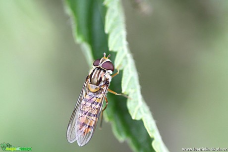 Pestřenka pruhovaná - Episyrphus balteatus - Foto Jana Vondráčková