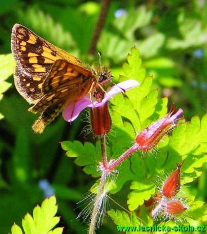 Soumračník sp - Foto Jaroslav Dlouhý