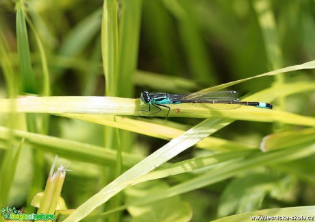 Šidélko větší - Ischnura elegans - Foto Jana Vondráčková