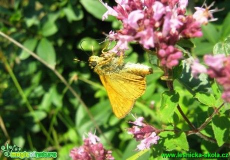 Soumračník sp. (1) - Foto Jaroslav Dlouhý