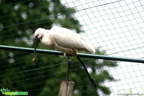 Kolpík bílý -  Platalea leucorodia - Foto David Hlinka (1)