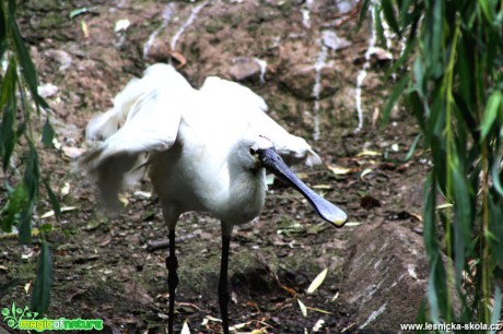 Kolpík bílý -  Platalea leucorodia - Foto David Hlinka (2)