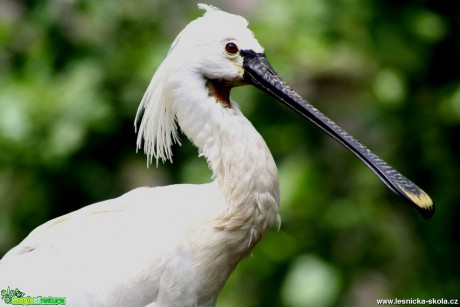 Kolpík bílý -  Platalea leucorodia - Foto David Hlinka (5)