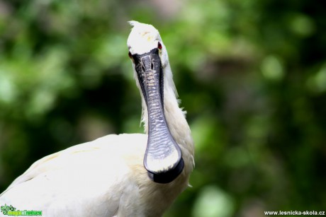 Kolpík bílý -  Platalea leucorodia - Foto David Hlinka (6)