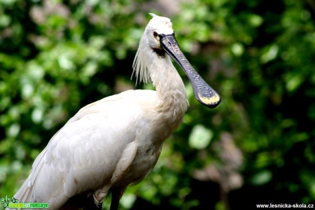 Kolpík bílý -  Platalea leucorodia - Foto David Hlinka (7)