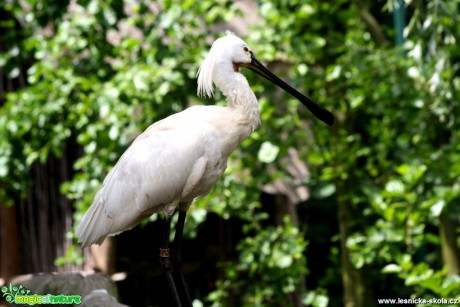 Kolpík bílý -  Platalea leucorodia - Foto David Hlinka (8)