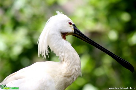 Kolpík bílý -  Platalea leucorodia - Foto David Hlinka (9)