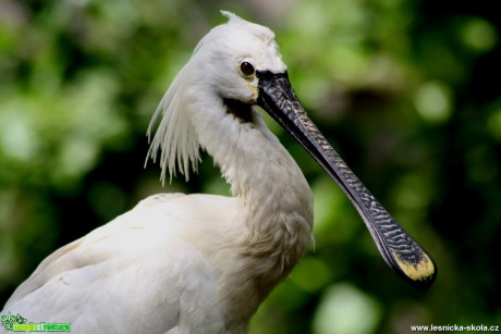 Kolpík bílý -  Platalea leucorodia - Foto David Hlinka (10)