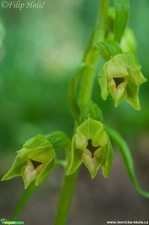 Kruštík polabský - Epipactis albensis - Foto Filip Holič (2)