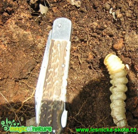 Tesařík piluna - Priunus coryaryus - larva - Foto Jaroslav Dlouhý