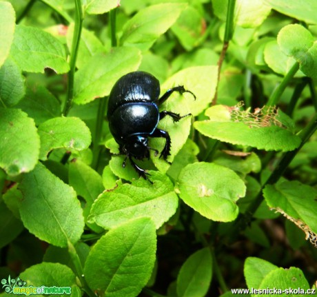 Chrobák lesní - Anoplotrupes stercorosus - Foto Radka Cepková