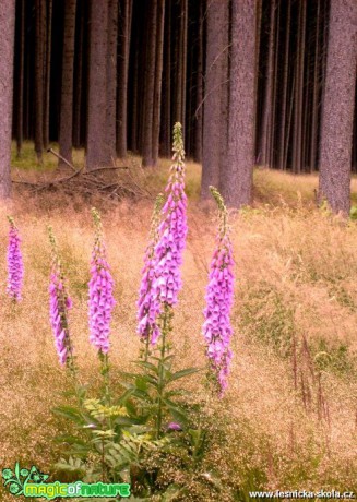 Náprstník červený - Digitalis purpurea - Foto Lída Burešová