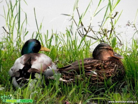 Na slunci - Kachna divoká - Anas platyrhynchos - Foto Lída Burešová