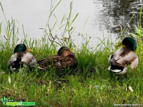 U rybníka - Kachna divoká - Anas platyrhynchos - Foto Lída Burešová