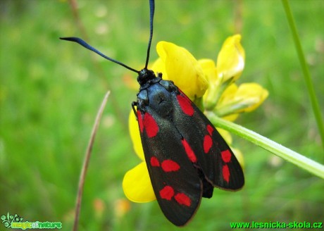 Vřetenuška sp. 1 - Foto Jaroslav Dlouhý