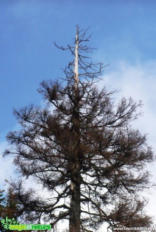 Strom bojuje o přežití - Foto Radka Mizerová