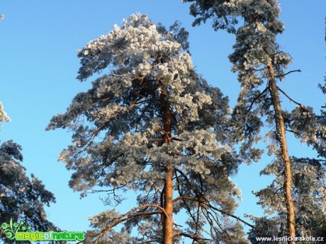 Zimní borovice - Foto Radka Mizerová