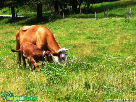 Kráva s teletem - Foto Radka Mizerová