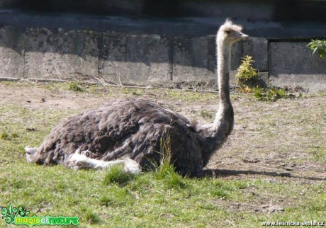 Pštros dvouprstý - Struthio camelus - Foto Radka Mizerová (1)