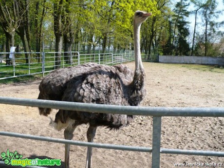 Pštros dvouprstý - Struthio camelus - Foto Radka Mizerová