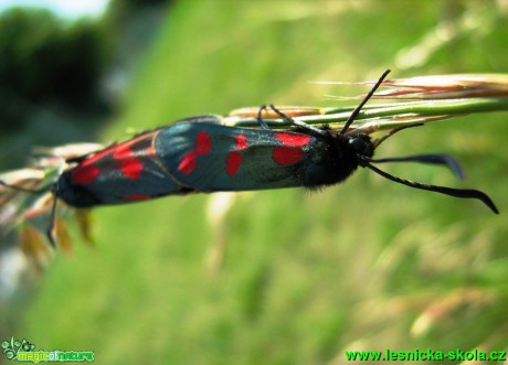 Vřetenuška sp. - Foto Jaroslav Dlouhý