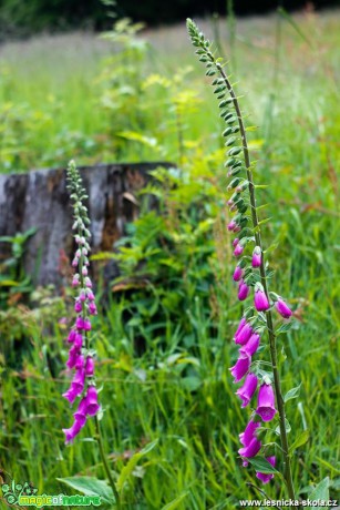 Náprstník - Digitalis - Foto Jan Valach (1)