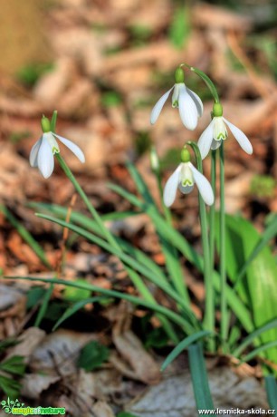 Sněženka podsněžník - Galanthus nivalis - Foto Jan Valach