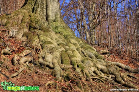 Kořeny - Foto Jan Valach