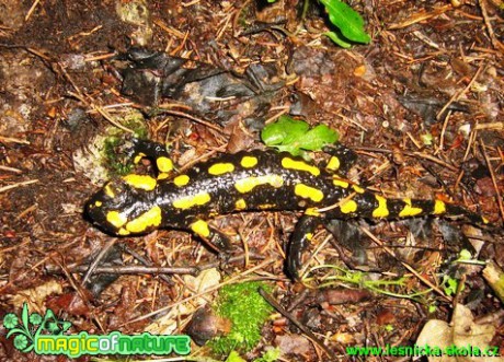 Mlok skvrnitý - Salamandra salamandra (1) - Foto Jaroslav Dlouhý