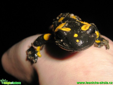 Mlok skvrnitý - Salamandra salamandra - Foto Jaroslav Dlouhý