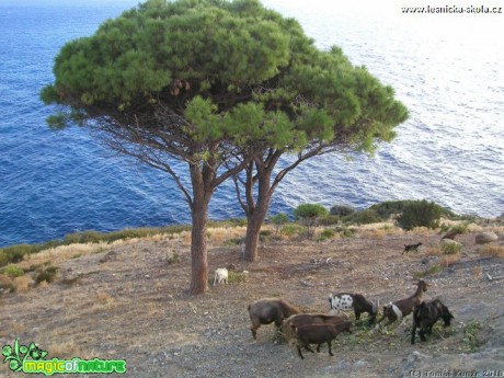 Elba Isola - 09 2012 - Foto Tomáš Kunze (142)