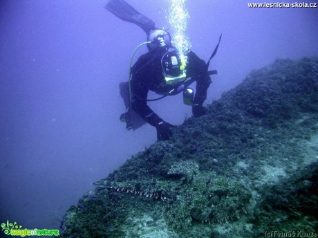 Potápění - Elba Isola - 09 2012 - Foto Tomáš Kunze  (10)